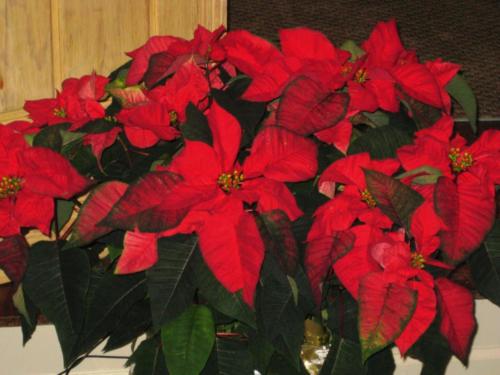 December 2008 037